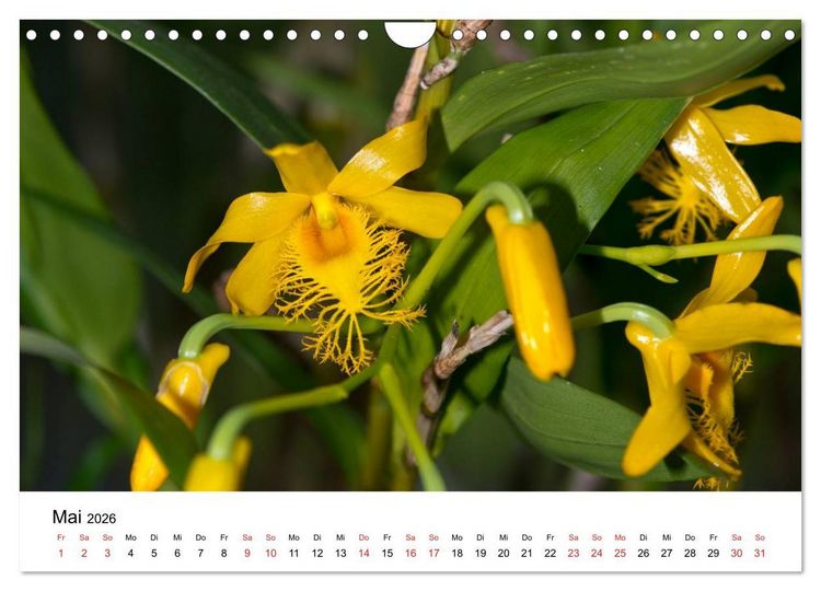 Produktbild: Vielfalt der Orchideen (Wandkalender 2026 DIN A4 quer), CALVENDO Monatskalender