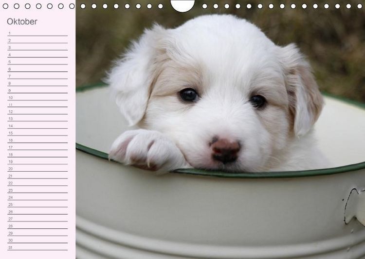 Produktbild: Border Collie-Welpen Geburtstagskalender (Wandkalender immerw&auml;hrend DIN A4 quer)