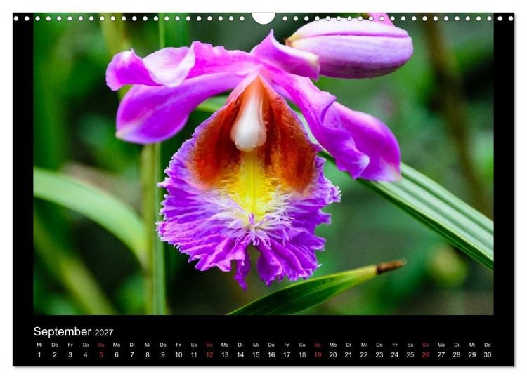 Produktbild: Wunderbare Orchideen (Wandkalender 2027 DIN A3 quer), CALVENDO Monatskalender