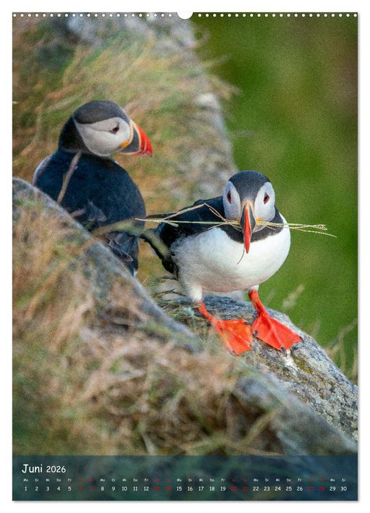 Produktbild: Naturerlebnis Puffin (hochwertiger Premium Wandkalender 2026 DIN A2 hoch), Kunstdruck in Hochglanz