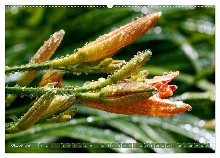 Produktbild: Taglilien im Garten (Wandkalender 2026 DIN A2 quer), CALVENDO Monatskalender