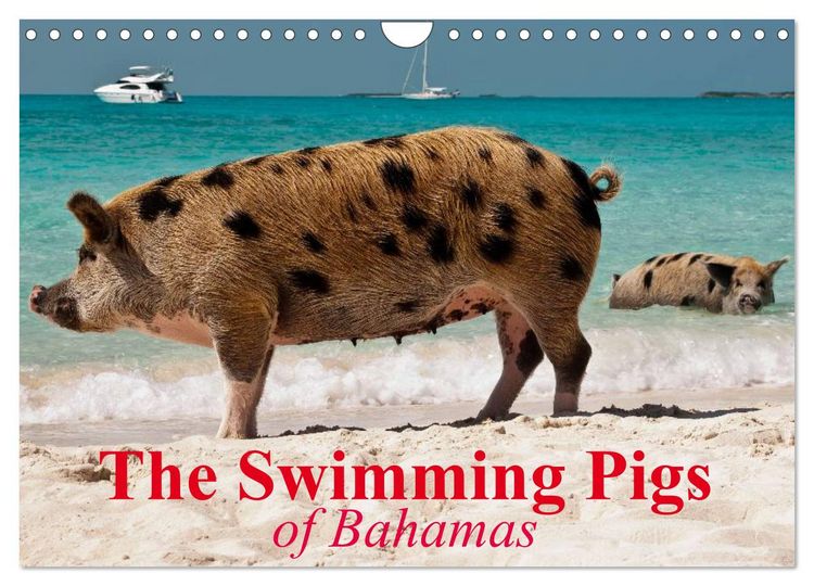 Produktbild: The Swimming Pigs of Bahamas (Wall Calendar 2026 DIN A4 landscape), CALVENDO 12 Month Wall Calendar