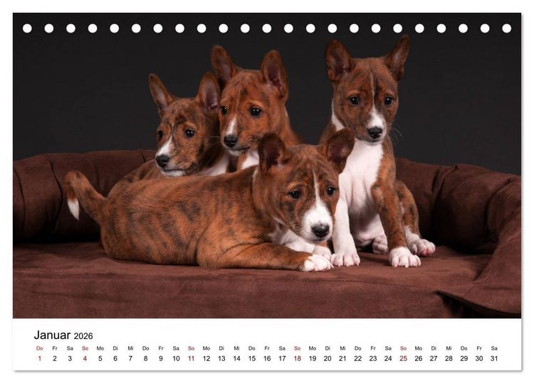 Produktbild: S&uuml;&szlig;e Basenji-Kinder (Tischkalender 2026 DIN A5 quer), CALVENDO Monatskalender
