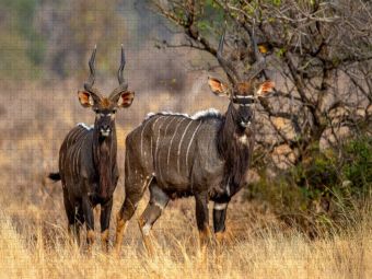 Produktbild: CALVENDO Puzzle Nyala Antilopen in der Savanne | 1000 Teile Lege-Gr&ouml;&szlig;e 64x48cm Foto-Puzzle f&uuml;r gl&uuml;ckliche Stunden