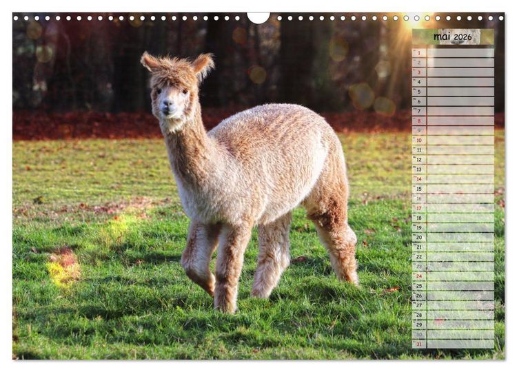Produktbild: Alpagas, doudous aux coiffures sauvages (Calendrier mural 2026 DIN A3 vertical), CALVENDO calendrier mensuel