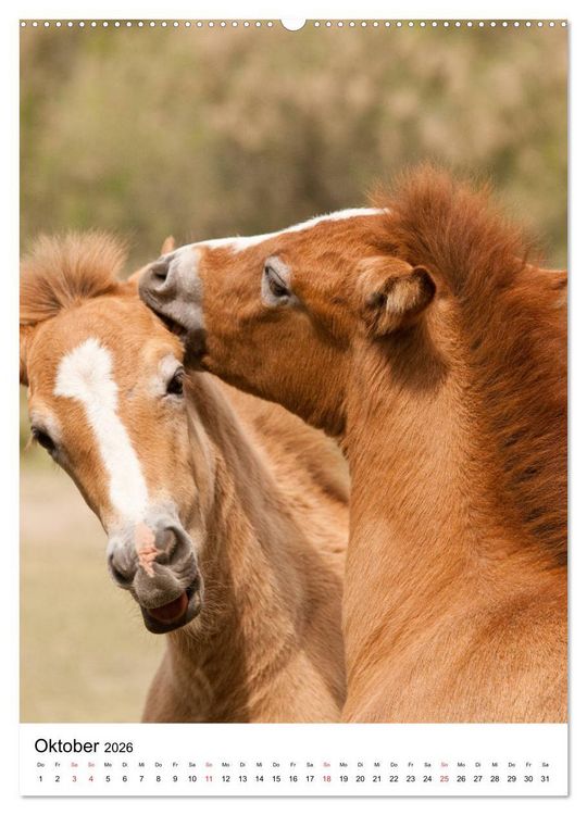 Produktbild: Camargue Pferde - wei&szlig;e M&auml;hnen (hochwertiger Premium Wandkalender 2026 DIN A2 hoch), Kunstdruck in Hochglanz