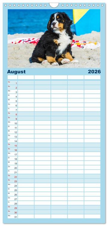Produktbild: Familienplaner 2026 - Seeb&auml;rchen entdecken die Welt - Berner Sennenhunde mit 5 Spalten (Wandkalender, 21 x 45 cm) CALVENDO