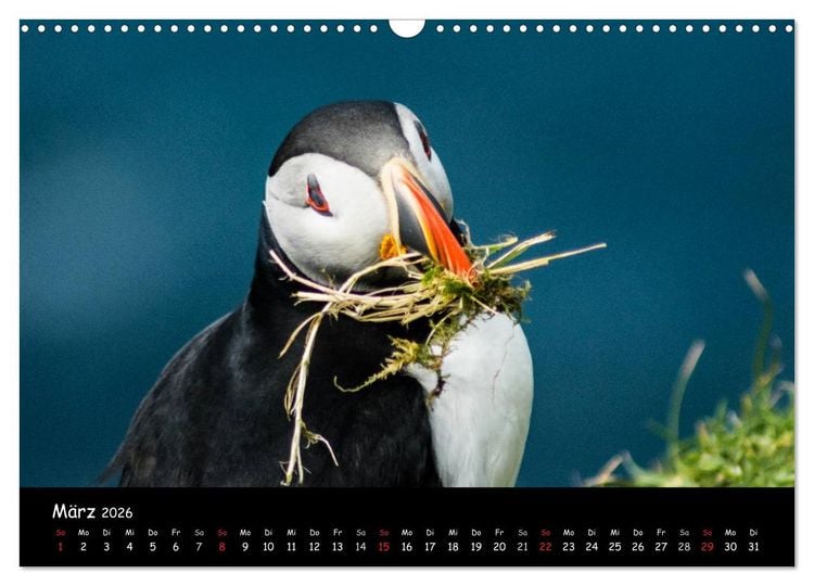 Produktbild: Die Papageientaucher von Mykines (Wandkalender 2026 DIN A3 quer), CALVENDO Monatskalender