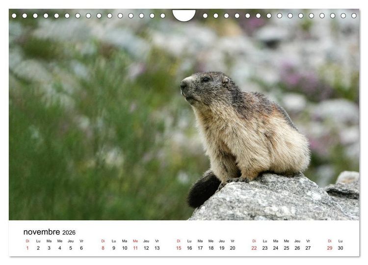 Produktbild: Le monde des marmottes en Haute Maurienne (Calendrier mural 2026 DIN A4 vertical), CALVENDO calendrier mensuel