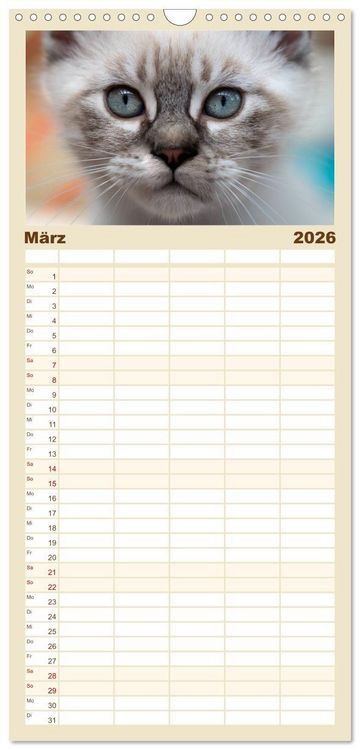 Produktbild: Familienplaner 2026 - Katzenbabys beobachtet mit 5 Spalten (Wandkalender, 21 x 45 cm) CALVENDO