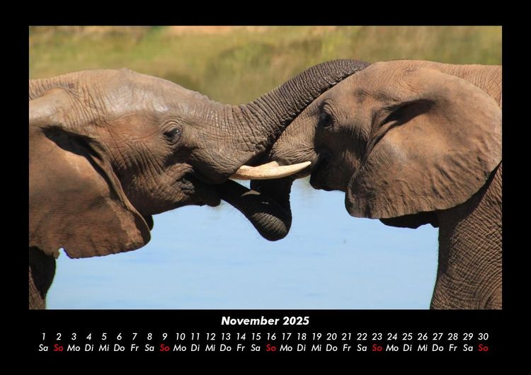 Produktbild: Der Elefantenkalender 2025 Fotokalender DIN A3