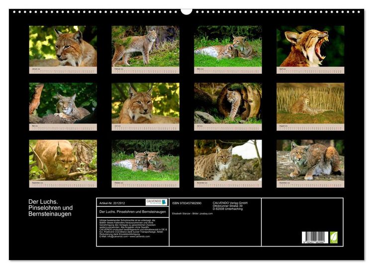Produktbild: Der Luchs. Pinselohren und Bernsteinaugen (Wandkalender 2026 DIN A2 quer), CALVENDO Monatskalender