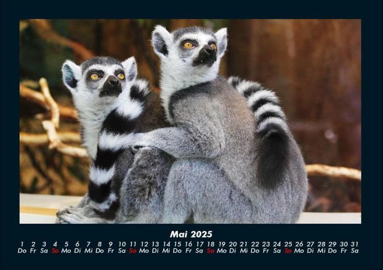 Produktbild: Tierkalender 2025 Fotokalender DIN A4