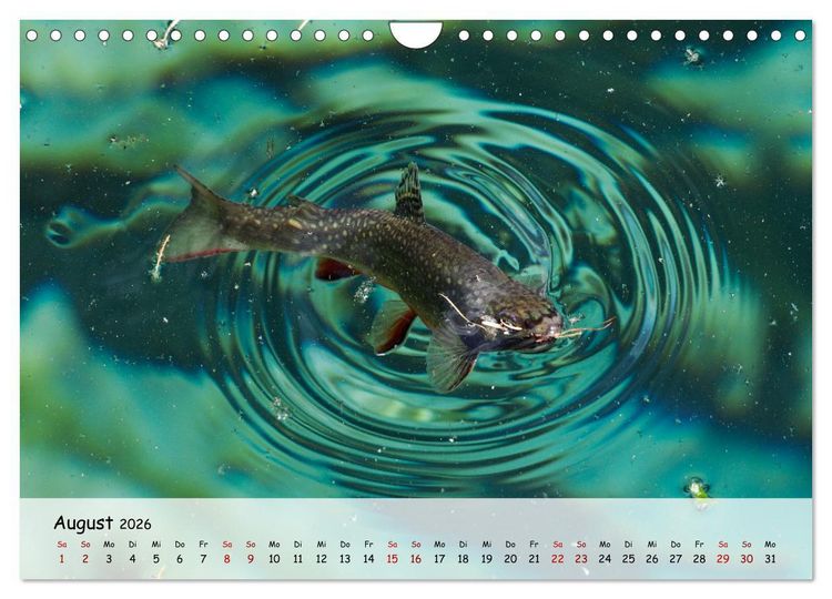 Produktbild: Faszination Fische (Wandkalender 2026 DIN A4 quer), CALVENDO Monatskalender