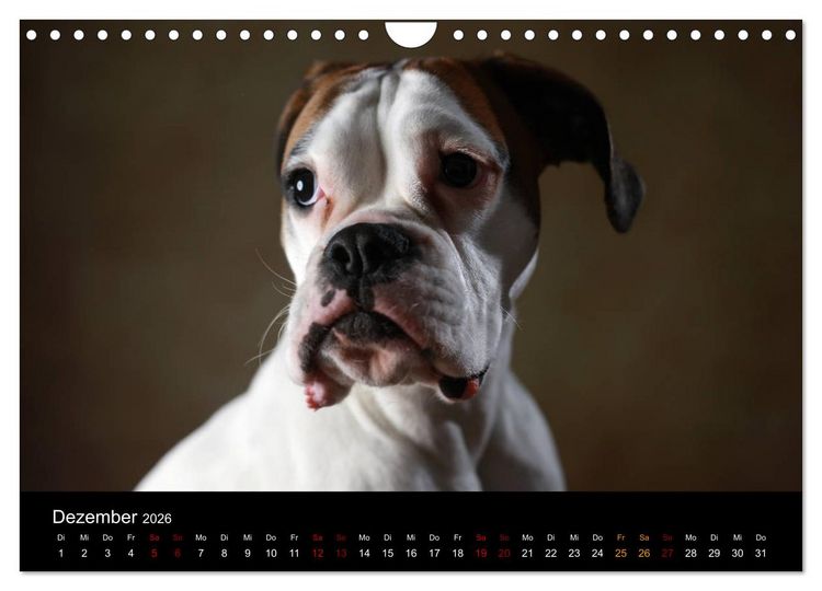 Produktbild: Liebenswerte Boxer (Wandkalender 2026 DIN A4 quer), CALVENDO Monatskalender