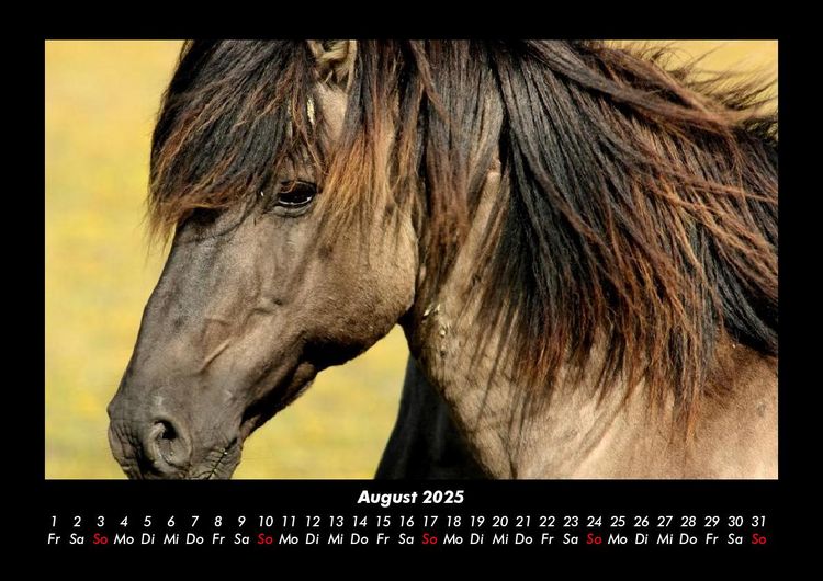 Produktbild: Die Welt der Pferde 2025 Fotokalender DIN A3