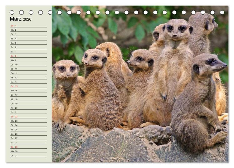 Produktbild: Erdm&auml;nnchen (Tischkalender 2026 DIN A5 quer), CALVENDO Monatskalender