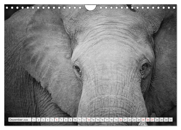 Produktbild: Emotionale Momente: Elefanten in black & white (Wandkalender 2026 DIN A4 quer), CALVENDO Monatskalender