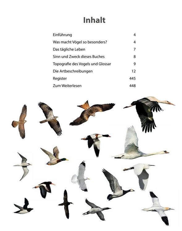 Produktbild: V&ouml;gel lebensgro&szlig;