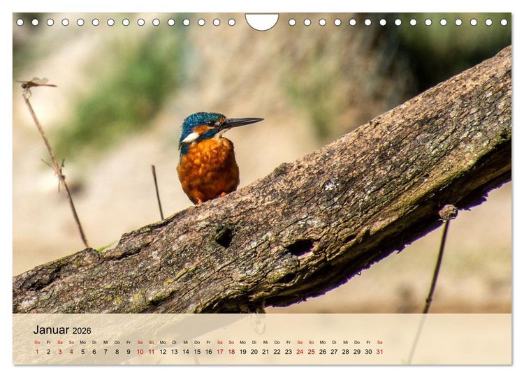 Produktbild: Wildes Stadtleben in M&uuml;nchen (Wandkalender 2026 DIN A4 quer), CALVENDO Monatskalender