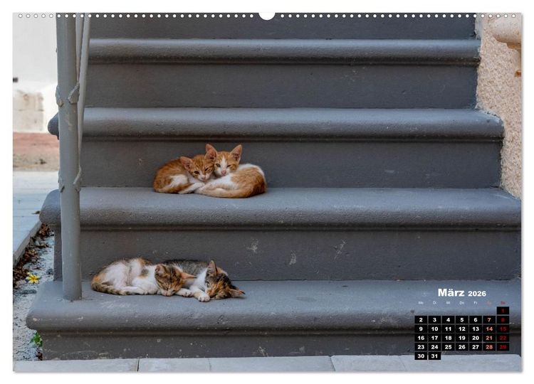 Produktbild: Katzen von Rhodos - Kleine G&ouml;tter auf vier Pfoten (hochwertiger Premium Wandkalender 2026 DIN A2 quer), Kunstdruck in Hochglanz