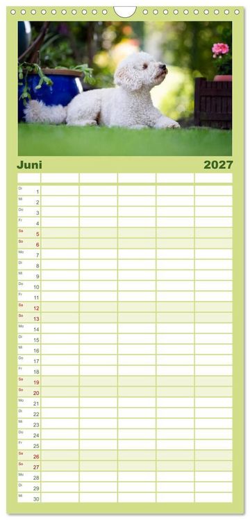 Produktbild: Familienplaner 2027 - Pudel mit 5 Spalten (Wandkalender, 21 x 45 cm) CALVENDO