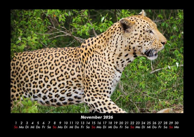 Produktbild: Tierkalender 2026 Fotokalender DIN A3