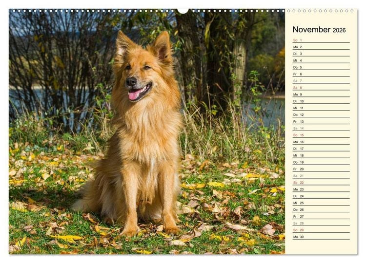 Produktbild: Altdeutsche H&uuml;tehunde - Fast vergessen (hochwertiger Premium Wandkalender 2026 DIN A2 quer), Kunstdruck in Hochglanz