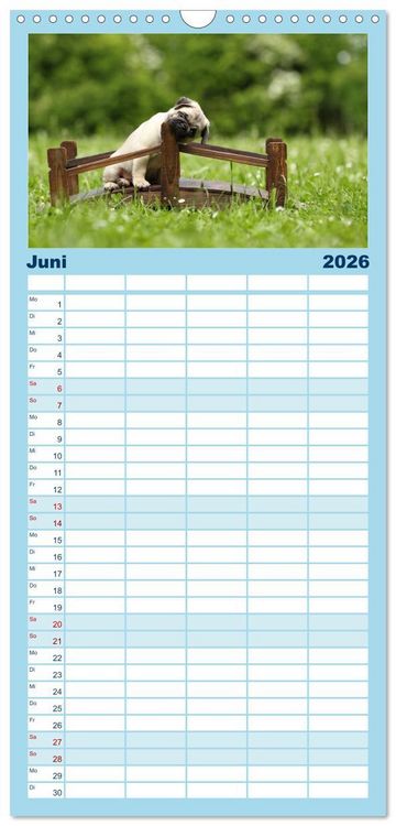 Produktbild: Familienplaner 2026 - Welpen - Puppies mit 5 Spalten (Wandkalender, 21 x 45 cm) CALVENDO