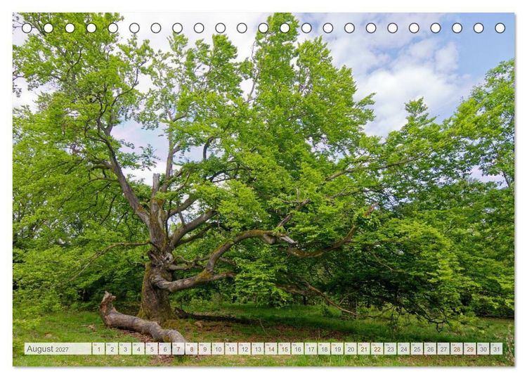 Produktbild: Hutewald Halloh - Baumriesen aus vergangenen Zeiten (Tischkalender 2027 DIN A5 quer), CALVENDO Monatskalender