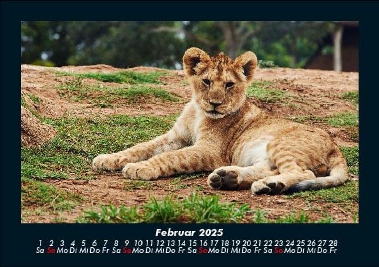 Produktbild: L&ouml;wen in der Wildnis 2025 Fotokalender DIN A5