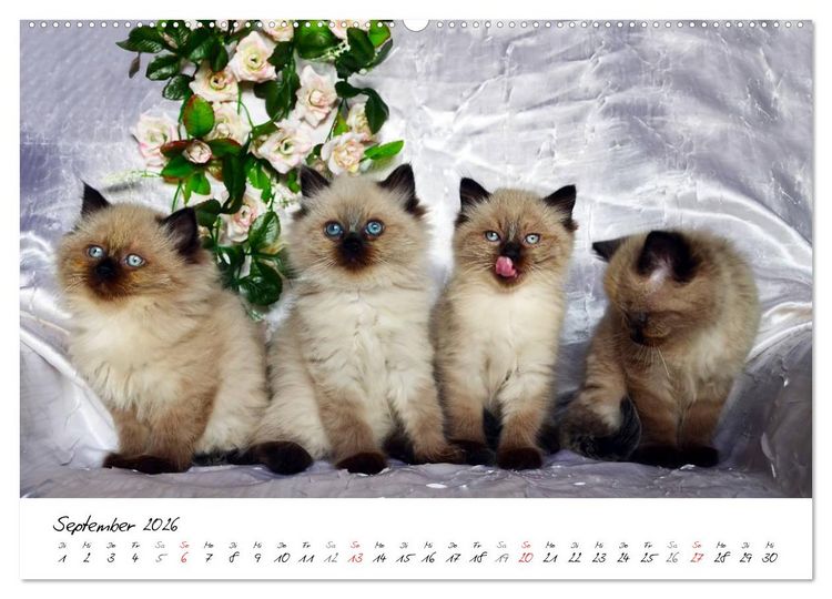 Produktbild: Katzenparade (Wandkalender 2026 DIN A2 quer), CALVENDO Monatskalender
