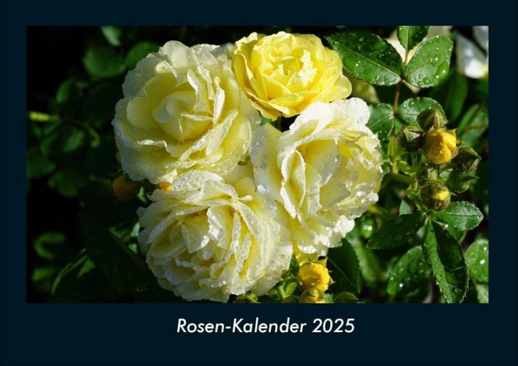 Produktbild: Rosen-Kalender 2025 Fotokalender DIN A4