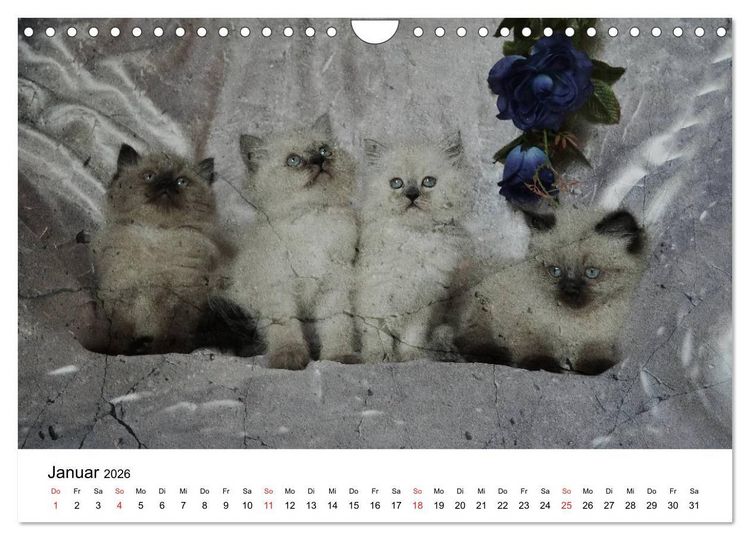 Produktbild: Oma's Katzenkalender 2026 (Wandkalender 2026 DIN A4 quer), CALVENDO Monatskalender