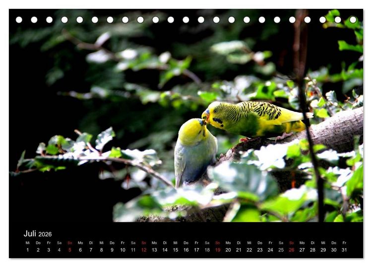 Produktbild: Wellensittiche - Naturkalender (Tischkalender 2026 DIN A5 quer), CALVENDO Monatskalender