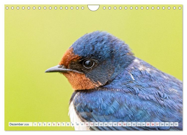 Produktbild: Rauchschwalben - Boten des Sommers (Wandkalender 2026 DIN A4 quer), CALVENDO Monatskalender