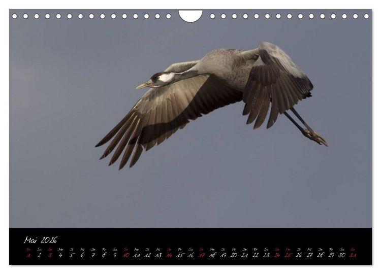 Produktbild: Kraniche - V&ouml;gel des Gl&uuml;cks (Wandkalender 2026 DIN A4 quer), CALVENDO Monatskalender