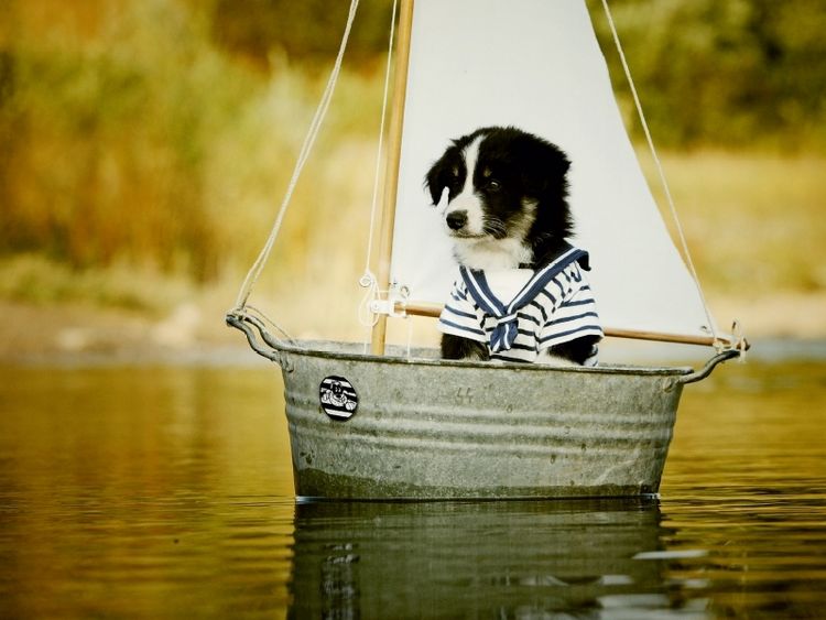 Produktbild: Segelnder Bordercollie (Puzzle)