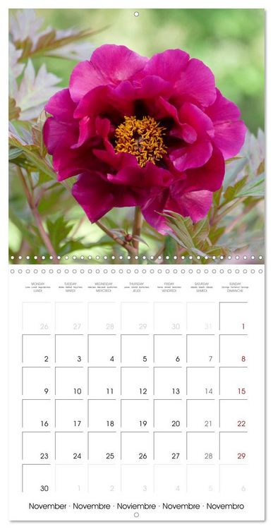 Produktbild: Peonies as painted (Wall Calendar 2026 12 &times; 12 Inch) CALVENDO 12 Month Wall Calendar