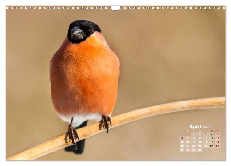 Produktbild: NATUR PUR - Singv&ouml;gel ganz nah (Wandkalender 2026 DIN A3 quer), CALVENDO Monatskalender