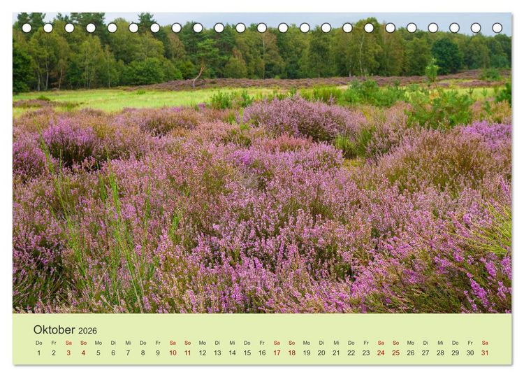 Produktbild: Wilde Blumen - ein Spaziergang durch die Natur (Tischkalender 2026 DIN A5 quer), CALVENDO Monatskalender