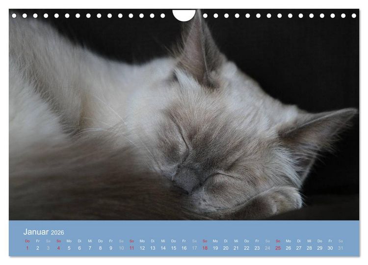 Produktbild: Engel auf 4 Pfoten - Ragdolls 2026 (Wandkalender 2026 DIN A4 quer), CALVENDO Monatskalender