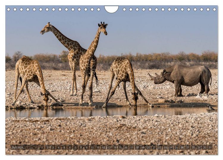 Produktbild: ETOSHA &ndash; Namibia Highlights (Wandkalender 2026 DIN A4 quer), CALVENDO Monatskalender
