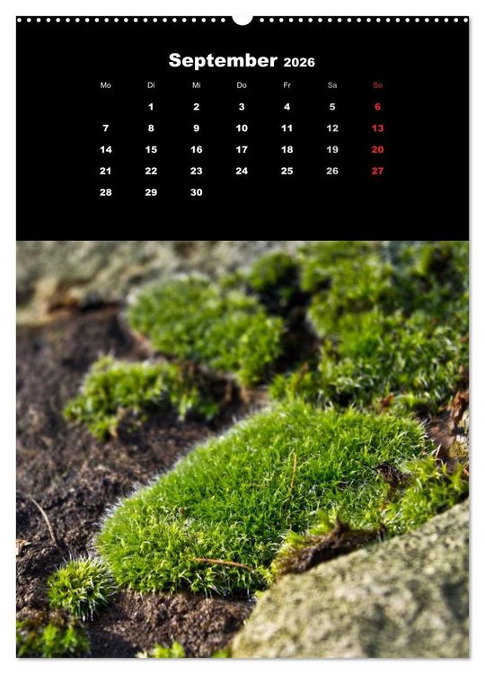 Produktbild: Die Welt der Moose. Ein Blick nach unten (Wandkalender 2026 DIN A2 hoch), CALVENDO Monatskalender