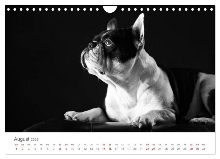 Produktbild: Hundeportraits Fine Art (Wandkalender 2026 DIN A4 quer), CALVENDO Monatskalender