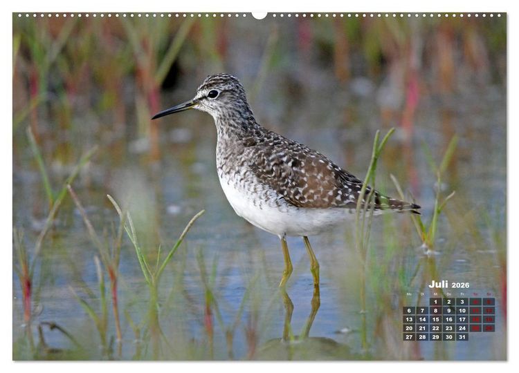 Produktbild: Limikolen - Watv&ouml;gel Europas (hochwertiger Premium Wandkalender 2026 DIN A2 quer), Kunstdruck in Hochglanz