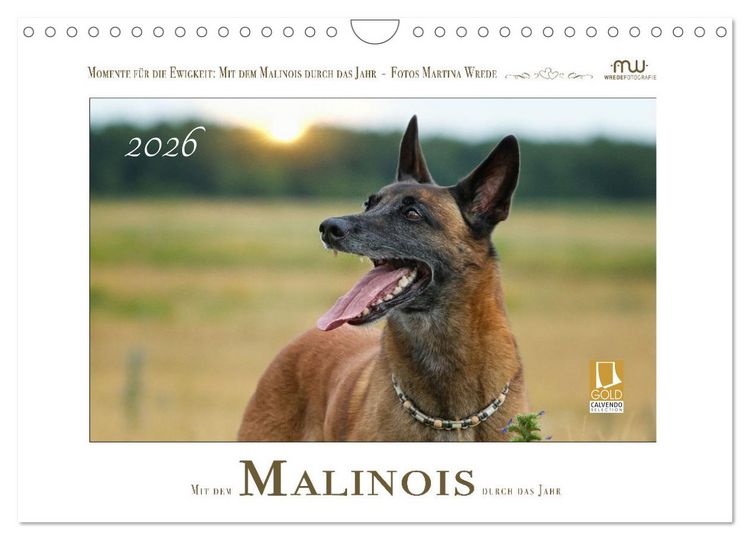 Produktbild: Mit dem Malinois durch das Jahr (Wandkalender 2026 DIN A4 quer), CALVENDO Monatskalender