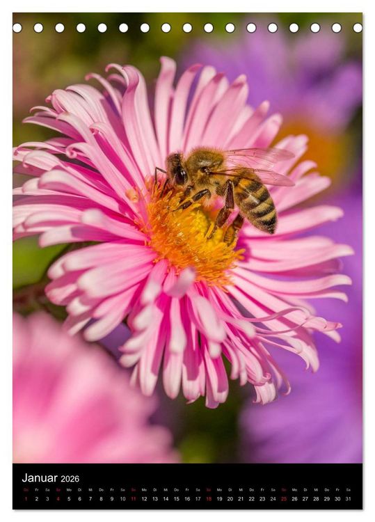 Produktbild: Bienenkalender (Tischkalender 2026 DIN A5 hoch), CALVENDO Monatskalender