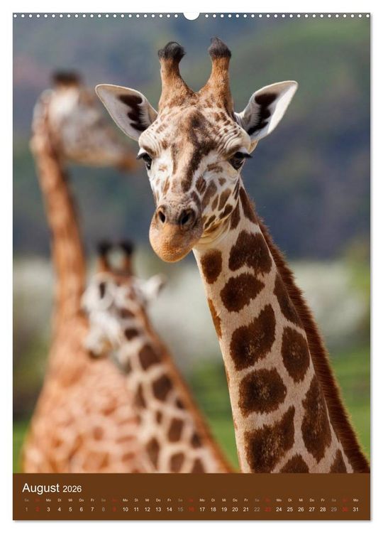 Produktbild: Giraffen (hochwertiger Premium Wandkalender 2026 DIN A2 hoch), Kunstdruck in Hochglanz