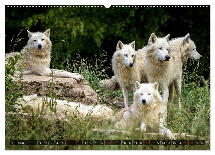 Produktbild: Begegnung mit dem Wolf (hochwertiger Premium Wandkalender 2026 DIN A2 quer), Kunstdruck in Hochglanz